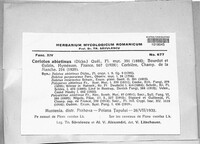 Trichaptum abietinum image
